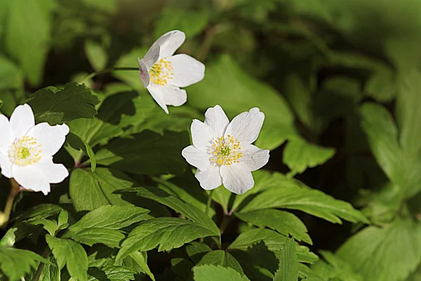 Wiosna dzikie kwiaty-Anemone drewna, wiatry, Anemone Nemorosa — Zdjęcie stockowe