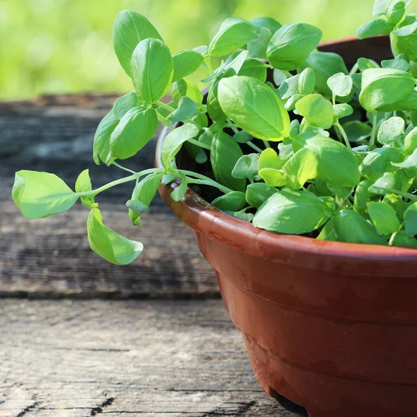 Seedlings of green basil. Young herbs sprouts ready for planting. Gardening concept — Stock Photo, Image