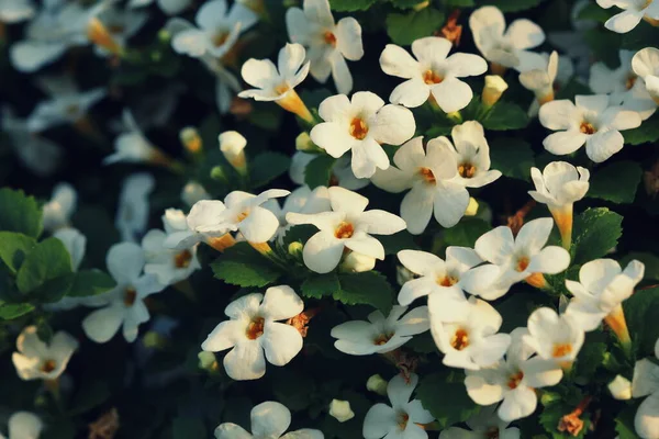 Bacopa monnieri, erba Bacopa è un'erba medicinale utilizzata in Ayurveda, noto anche come "Brahmi", una memoria a base di erbe Fotografia Stock