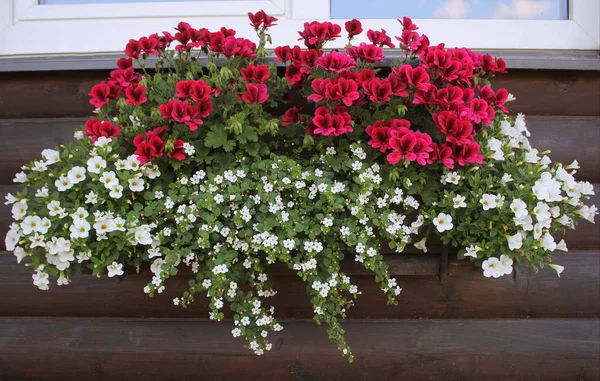 Piante da fiore rosse e bianche in una scatola di fiori nel davanzale della finestra. Geranio, petunia e crescita di fiori di bacopa in vaso Fotografia Stock