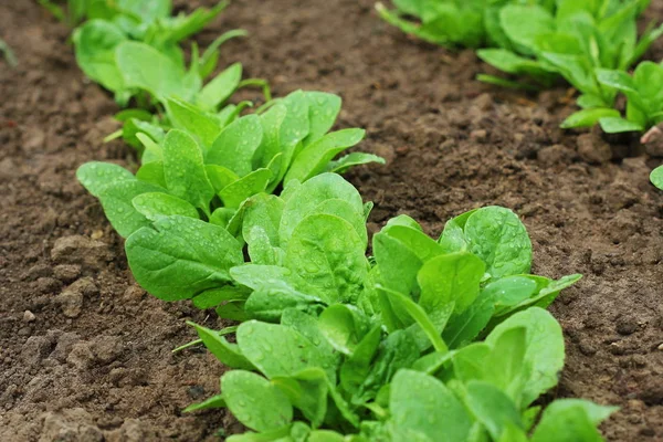 Foglie fresche biologiche di spinaci in giardino — Foto Stock