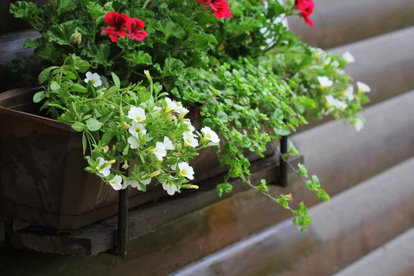 Красно-белые цветущие растения в цветочной коробке на подоконнике. Рост цветков герань, петуния и бекопа в горшке — стоковое фото