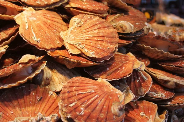 Fresh Pilgrim scallops or Pecten jacobaeus shell in market — Stock Photo, Image