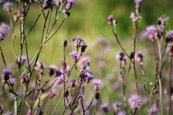 Beautiful purple thistle flower. Pink flower burdock. Burdock flower spiny close up. Flowering medicinal plants are thistle or milk thistle. Milk Thistle plant. Soft selective not deep focus — Stock Photo, Image