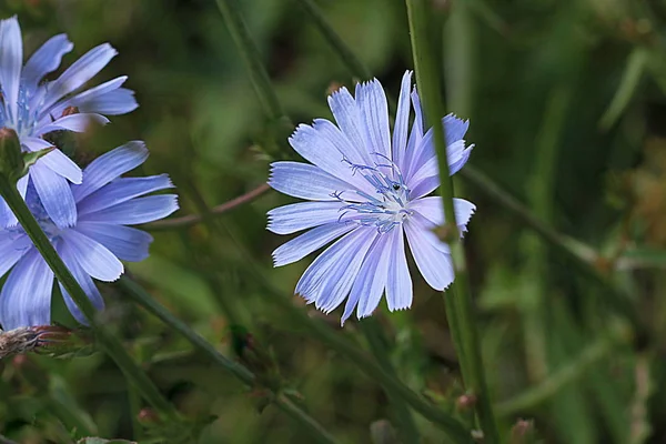 Blaue Chicorée-Blumen, Chicorée-Wildblumen auf dem Feld. Blaue Blume auf natürlichem Hintergrund. Blume der wilden Chicorée-Endivie. Cichorium intybus — Stockfoto