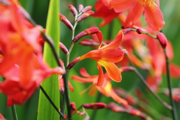 Crocosmia lub Montbretia roślina w rozkwicie z pomarańczowymi kwiatami — Zdjęcie stockowe