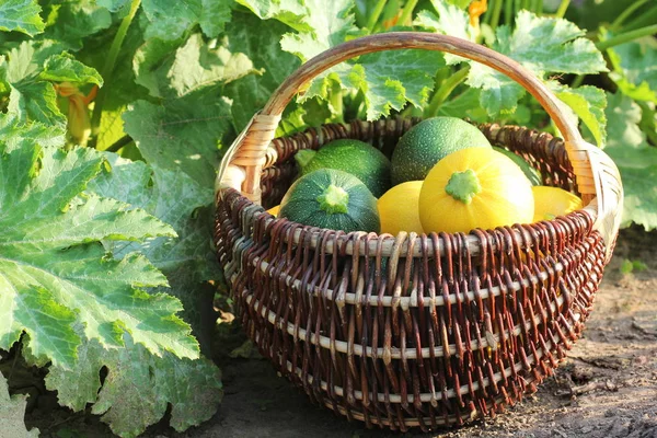 Zucchini ernten. Frischer Kürbis liegt im Korb. Frischer Kürbis aus dem Garten gepflückt. Biolebensmittelkonzept . — Stockfoto