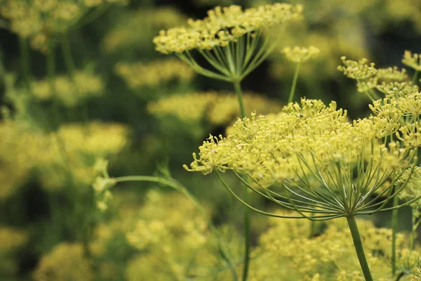 Background with dill umbrella closeup. Garden plant. Fragrant dill on the garden — Stock Photo, Image