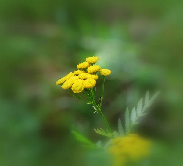 Tansy , Common Tansy, Bitter Buttons, Cow Bitter, Mugwort, or Golden Buttons — Stock Photo, Image