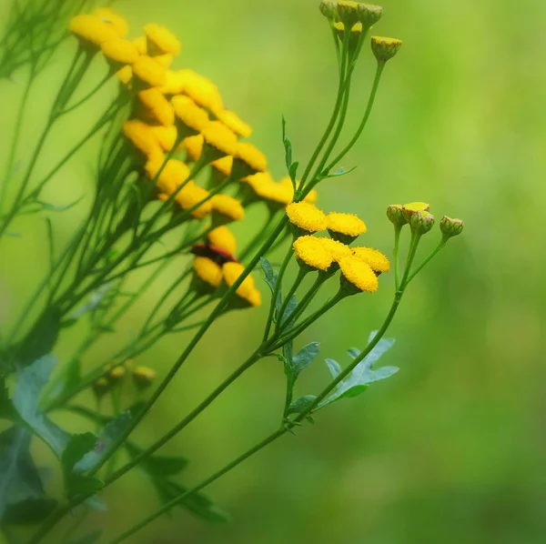 Tansy , Common Tansy, Bitter Buttons, Cow Bitter, Mugwort, or Golden Buttons — Stock Photo, Image