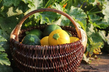 Kabak hasadı. Sepette duran taze kabak. Bahçeden taze kabak topladım. Organik gıda konsepti .