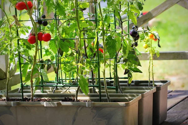 Jardinagem de verduras de container. Jardim de legumes em um terraço. Tomates vermelhos, laranja, amarelos e pretos que crescem em recipiente — Fotografia de Stock