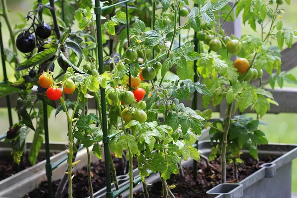 Zöldségtartályos kertészkedés. Zöldségkert a teraszon. Piros, narancs, sárga, fekete paradicsom termesztése konténerben — Stock Fotó
