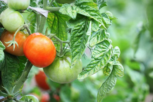 Tomates vermelhos maduros frescos plantam crescimento no jardim pronto para a colheita — Fotografia de Stock