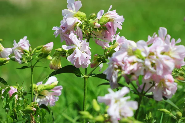 Saponetta fiori bianchi nel giardino estivo. Soapwort comune, rimbalzo-scommessa, sapone del corvo, pianta dolce selvaggia del William . Immagini Stock Royalty Free