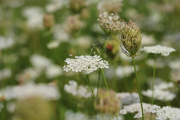 Daucus carota plants or wild carrot in bloom. — Stock Photo, Image