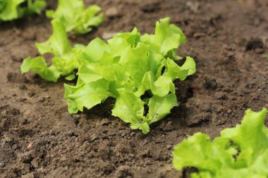 Bahçede büyüyen büyüyen yeşil kıvırcık salata. Sağlıklı vejetaryen yemek