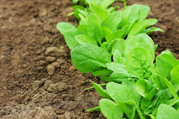 Foglie Fresche Biologiche Spinaci Che Crescono Nell Orto — Foto Stock