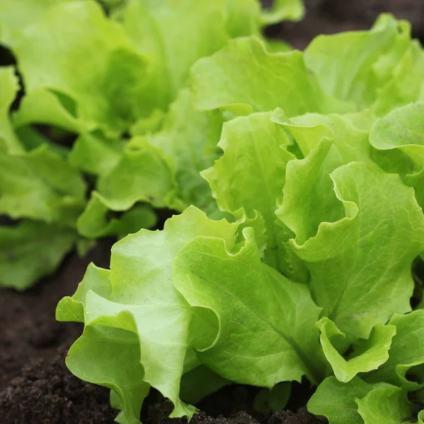 Alface Verde Crescendo Jardim Verduras Alimentos Vegetarianos Saudáveis — Fotografia de Stock