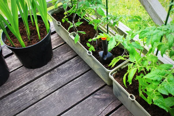 Tomatenpflanzen Gemüsegarten Auf Der Terrasse Containergemüse Garten — Stockfoto