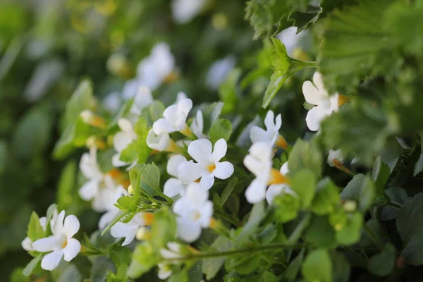 Bacopa Monnieri Hierba Bacopa Una Hierba Medicinal Utilizada Ayurveda También — Foto de Stock