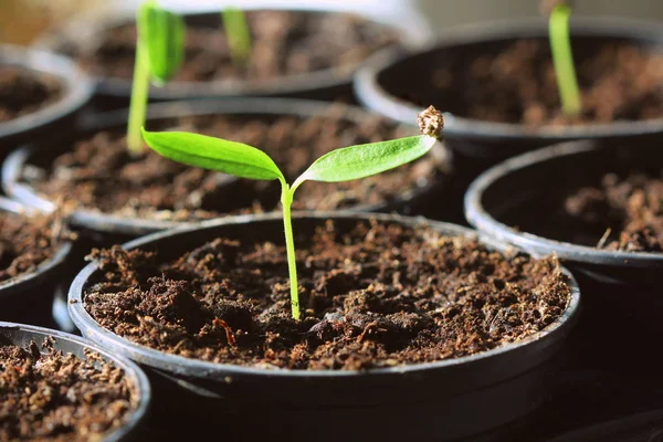 Young Paprika Seedling Sprouts Pots Gardening Concept — Stock Photo, Image