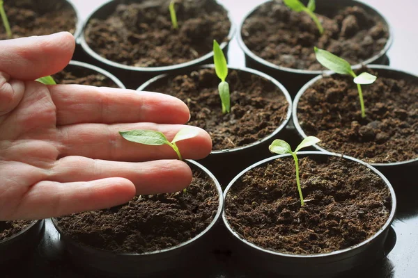 Female hand hold a young seedling of pepper. Young paprika seedling sprouts in the pots. Gardening concept.