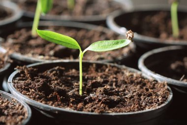 Tencerelerde taze kırmızı biber filizleri. Bahçe konsepti.