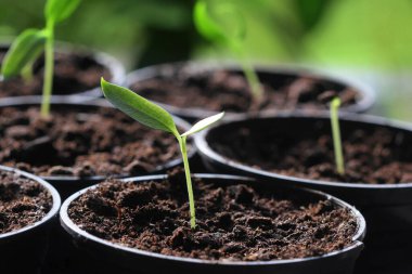 Tencerelerde taze kırmızı biber filizleri. Bahçe konsepti.