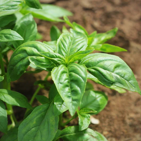 Fresh Organic Basil Plant Growing Garden — Stock Photo, Image