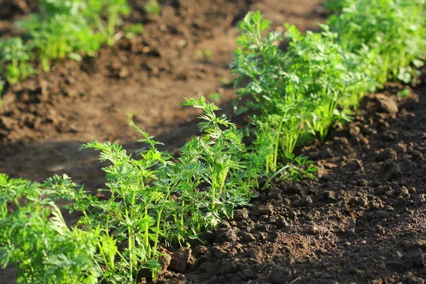 Jovens plantas de cenoura crescendo no solo — Fotografia de Stock