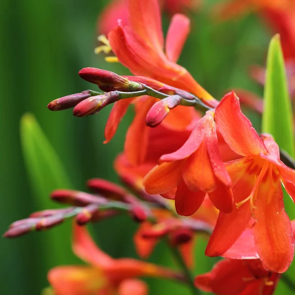 Crocosmia lub Montbretia roślina w rozkwicie z pomarańczowymi kwiatami — Zdjęcie stockowe