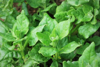 Tetragonia tetragonioides, Yeni Zelanda ıspanak bahçede büyüyen