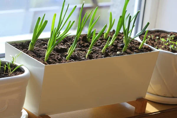 Las plantas jóvenes de la cebolla, la albahaca, las espinacas que crecen en el puchero sobre el alféizar de ventana. Concepto de jardinería. — Foto de Stock