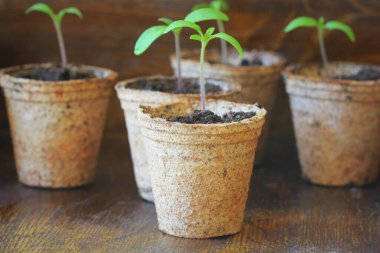 Bahçıvanlık konsepti. Turba kaplarında taze domates filizleri.. .
