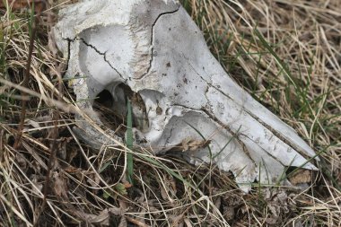 Hayvanın son yıllardaki kafatası. İnek kafatası