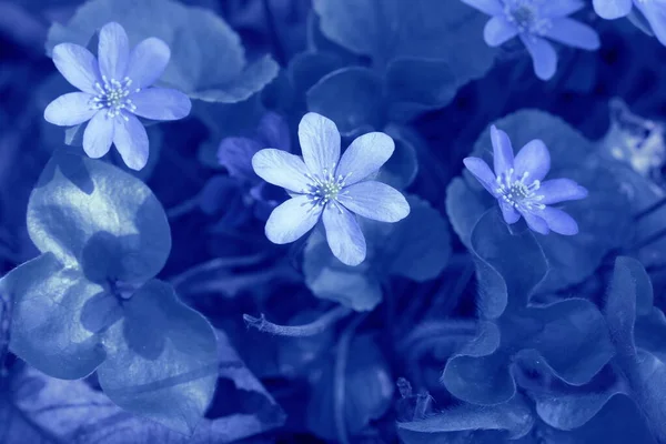 Hermoso Patrón Con Hojas Sobre Fondo Azul Fondo Primavera Impresión — Foto de Stock