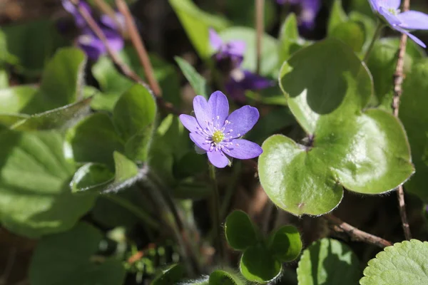 Hepatica Nobilis Hepatica Zwyczajna Wątroba Nerki Ziele Dziurawca Zwyczajnego Anemone — Zdjęcie stockowe