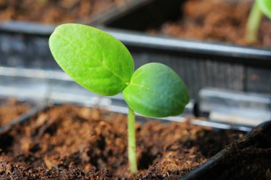 Plastik kaplarda büyüyen taze tohum. Serada salatalık yetiştirmek için. Salatalık filizleri