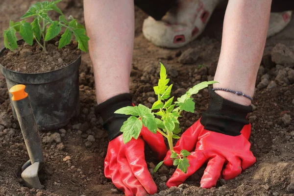 La mujer agricultora está plantando plántulas de tomate. Plantación de plántulas en la primavera en el suelo —  Fotos de Stock