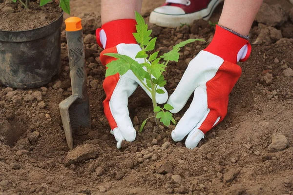 La mujer agricultora está plantando plántulas de tomate. Plantación de plántulas en la primavera en el suelo —  Fotos de Stock