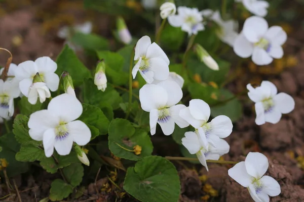 Fehér Ibolyaszag Virágzó Ibolya Fehér Szirmokkal — Stock Fotó