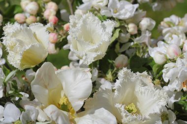 Beyaz lale buketi, bahar çiçekleri.