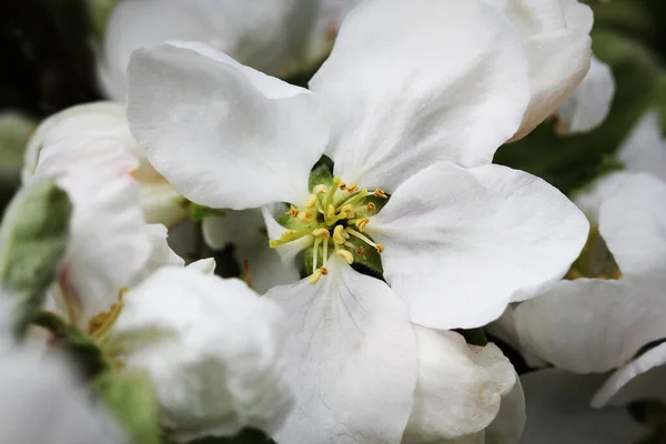 Beautiful Spring Blossom Apple Tree White Flowers — Stock Photo, Image