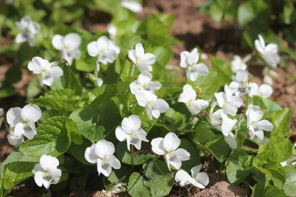 White violet odorata. Blooming violet with white petals — Stock Photo, Image