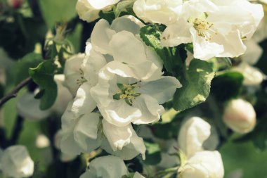 Beyaz çiçekli elma ağacının güzel baharı
