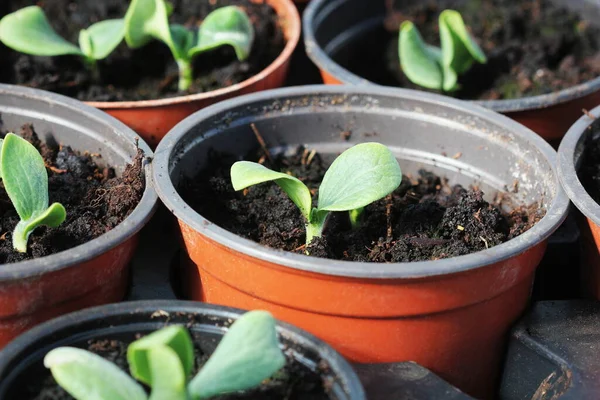Növekvő Fiatal Zöld Tök Palánták Edényekben Kertészeti Háttér — Stock Fotó