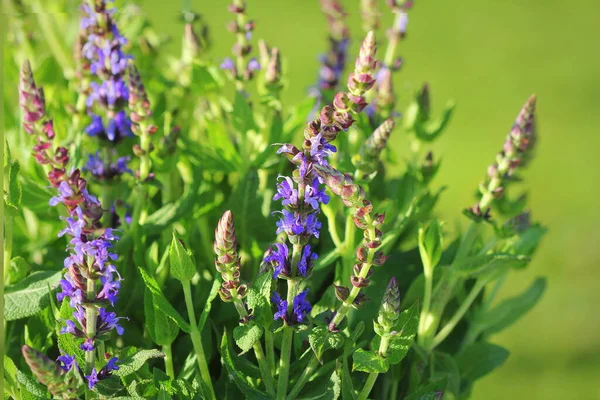 Summer Flowerbed Beautiful Bloomin Vivid Purple Woodland Sage Flower Green — Stock Photo, Image