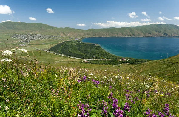 Wildflowers near a mountain lake — Stock Photo, Image