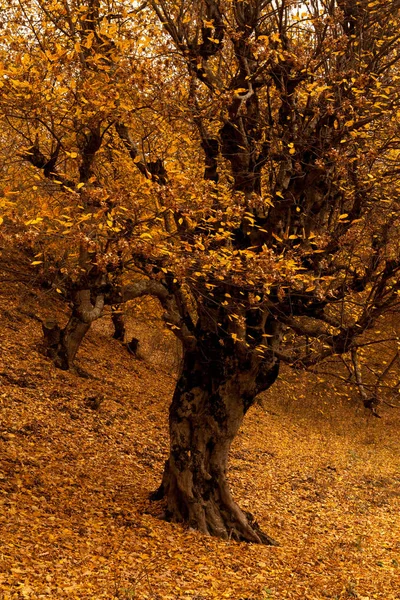 Oude Boom Met Het Park Gouden Bladeren — Stockfoto